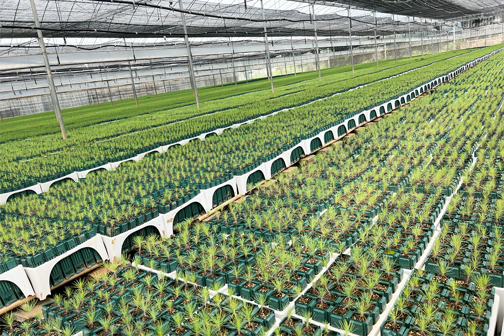 菌根苗