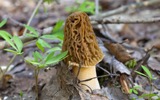 腐生菌技术转让